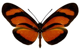 Eueides lybia