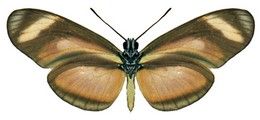 Eueides lybia lybioides