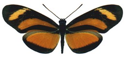 Eueides lybia lybioides