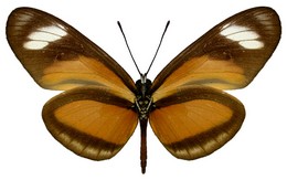 Eueides lybia olympia