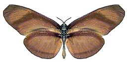 Eueides lybia orinocensis