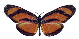 Eueides lybia orinocensis