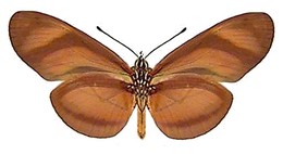 Eueides lybia otelloi