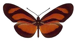 Eueides lybia otelloi