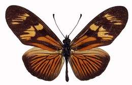 eueides pavana