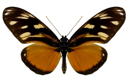 Eueides procula asidia