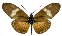 Eueides procula