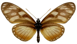 Eueides procula edias