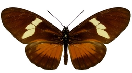 Eueides procula