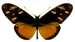 Eueides procula vugiformis