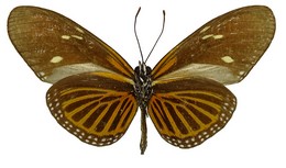 E. tales forsteri