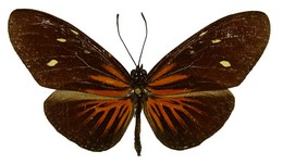 E.tales forsteri