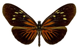 E. tales forsteri