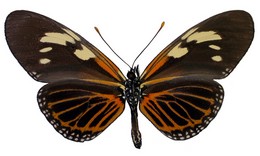 Eueides guyanensis