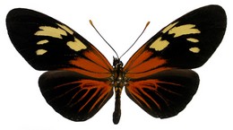 Eueides guyanensis