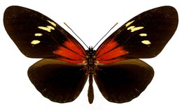 Eueides tales reducta