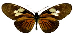 vibilia unifasciatus