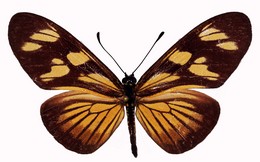 vibilia vialis
