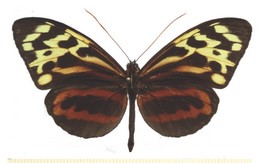 Tithorea harmnia lapidosa