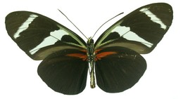 Heliconius antiochus