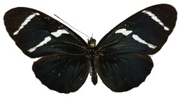 Heliconius antiochus f. zobeide