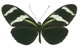 Heliconius antiochus araneides