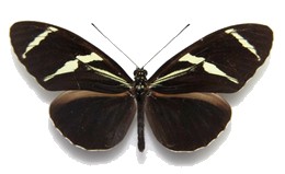 Heliconius antiochus aranea