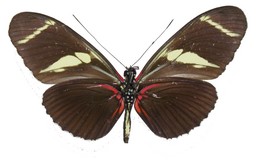 Heliconius antiochus aranea