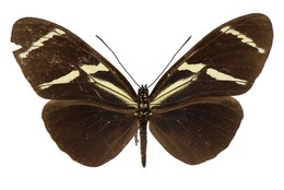 Heliconius antiochus aranea