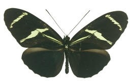 Heliconius antiochus aranea