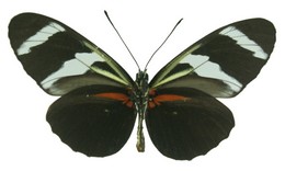 Heliconius antiochus araneides