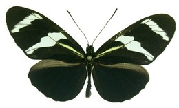 Heliconius antiochus araneides