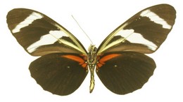 Heliconius antiochus conchitae