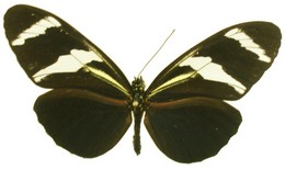 Heliconius antiochus conchitae