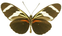 Heliconius antiochus conchitae