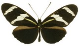 Heliconius antiochus conchitae
