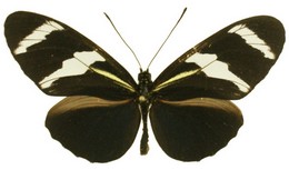 Heliconius antiochus conchitae