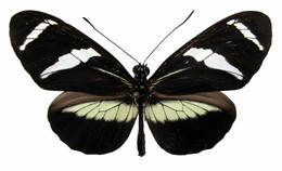 Heliconius antiochus salvini