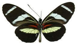 Heliconius antiochus salvini