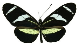 Heliconius antiochus salvini