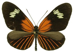 Heliconius aoede aliciae