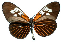 Heliconius Neruda aoede postalbomaculata