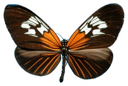 Heliconius Neruda aoede postalbomaculata