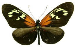 aoede astydamia