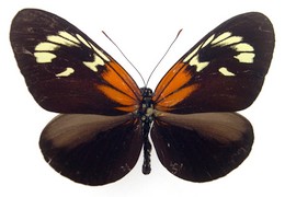 aoede astydamia