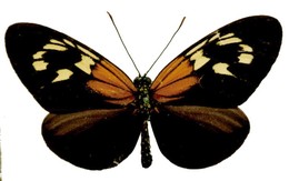 aoede astydamia