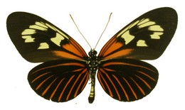 Heliconius aoede centurius