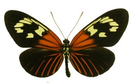 Heliconius aoede centurius