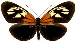 aoede emmelina