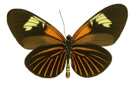 Heliconius aoede manu